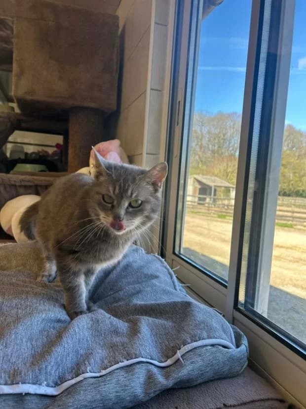 Grigri, female Mixed Breed for adoption at Fondation Brigitte Bardot, Paris