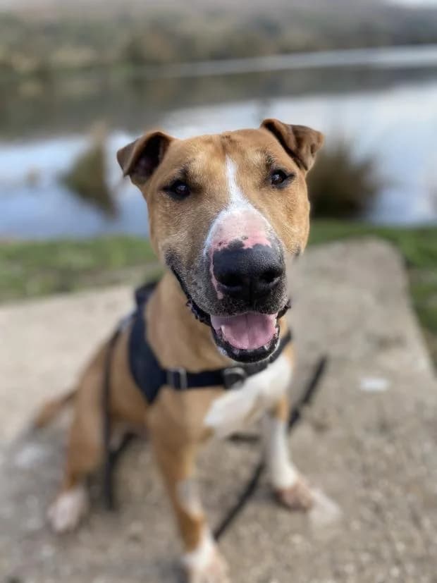 Olaf, male Bull Terrier for adoption at Fondation Brigitte Bardot, Paris