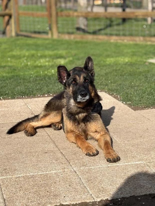 Malbrouk, male Mixed Breed for adoption at Fondation Brigitte Bardot, Paris