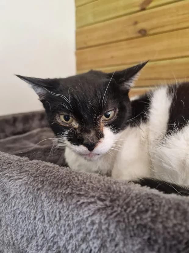 Bianca, European Shorthair (Fondation Brigitte Bardot)