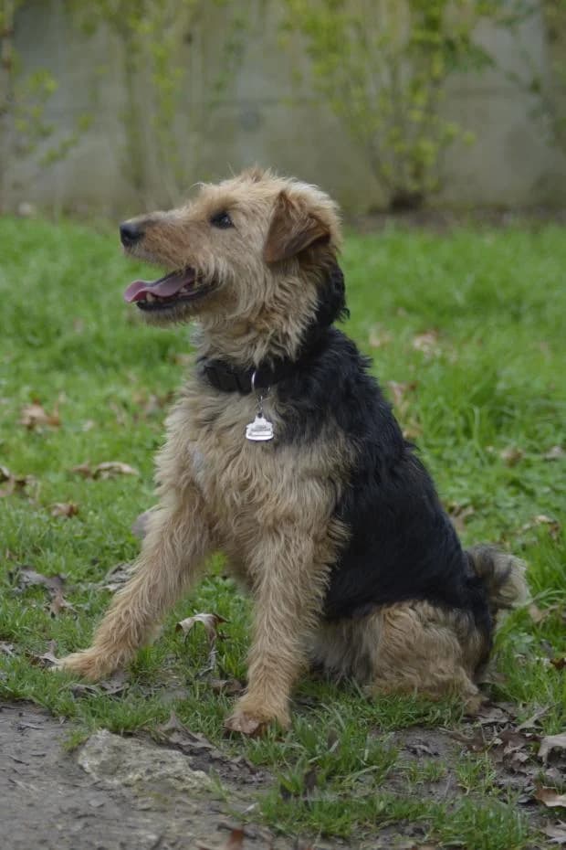 Rina, Mixed Breed (Fondation Brigitte Bardot)
