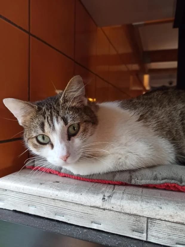 Sarabi, Mixed Breed (Fondation Brigitte Bardot)