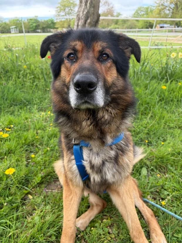 Salto, male Mixed Breed for adoption at Fondation Brigitte Bardot, Paris