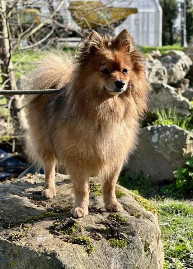 Samy, Mixed Breed (Fondation Brigitte Bardot)