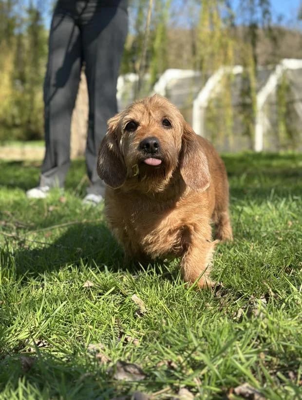Joker, Mixed Breed (Fondation Brigitte Bardot)