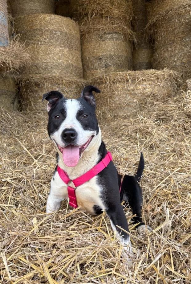 Ares, Mixed Breed (Fondation Brigitte Bardot)