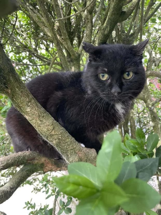 Pataki, male Mixed Breed for adoption at Fondation Brigitte Bardot, Paris
