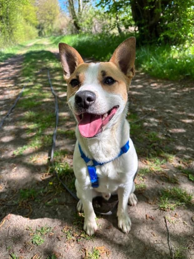 Snow, male Mixed Breed for adoption at Fondation Brigitte Bardot, Paris