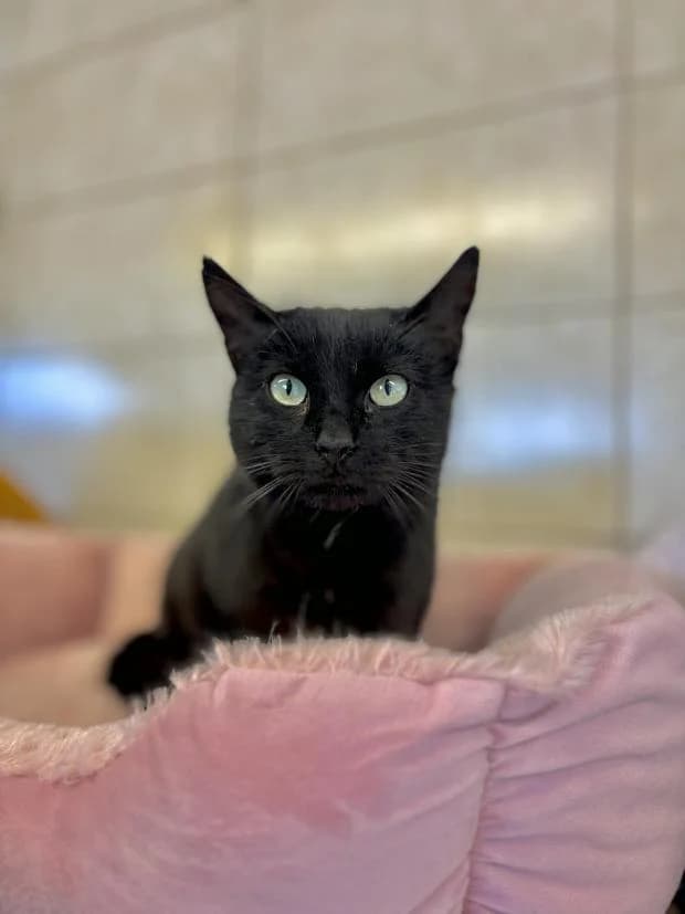 Lucia, female puppy European Shorthair for adoption at Fondation Brigitte Bardot, Paris
