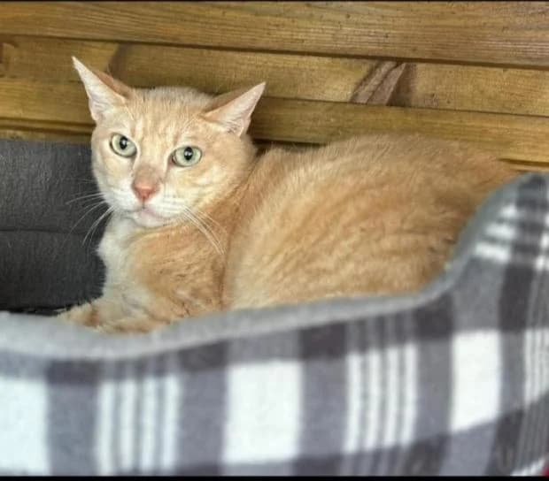 Marsu, Mixed Breed (Fondation Brigitte Bardot)