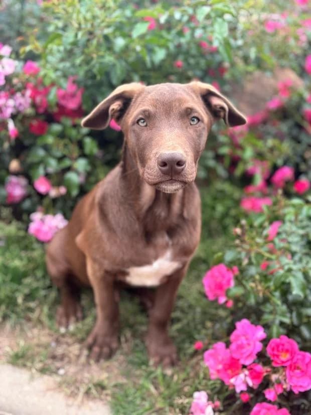 Bueno, male puppy Mixed Breed for adoption at Fondation Brigitte Bardot, Paris