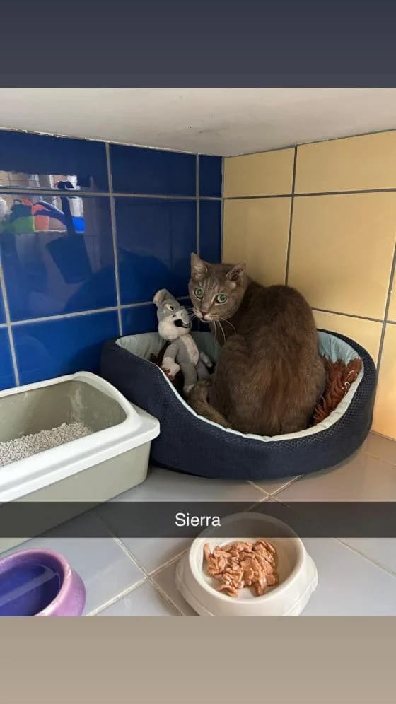 Sierra, Mixed Breed (Fondation Brigitte Bardot)