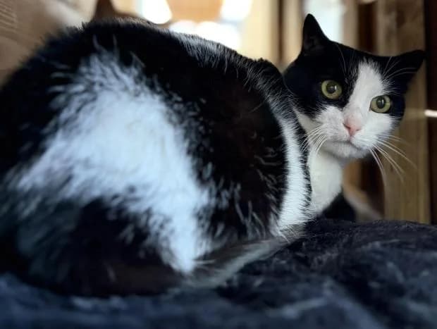 Aelin, Mixed Breed (Fondation Brigitte Bardot)