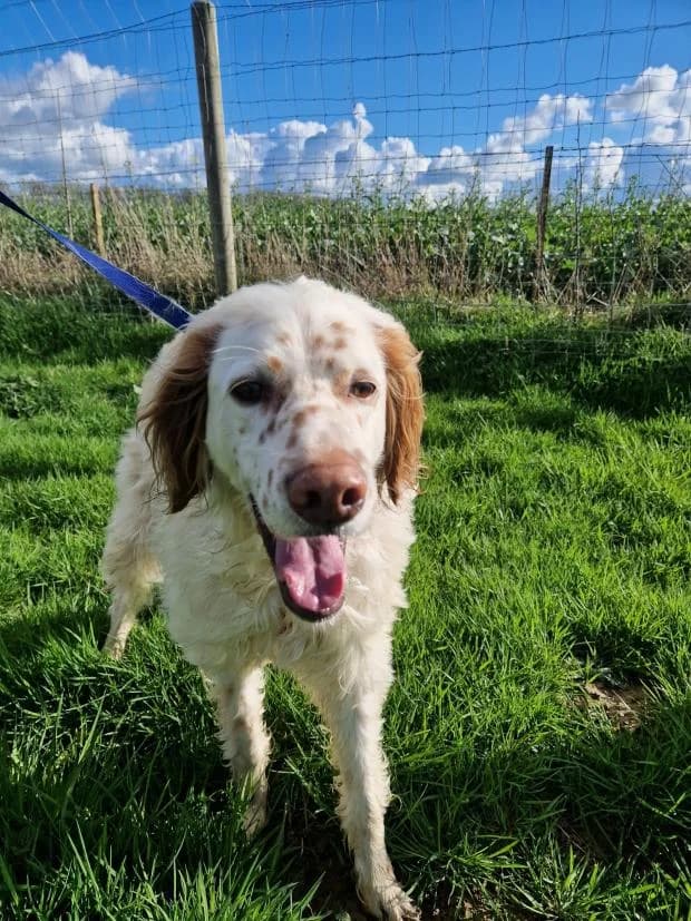 Snoopy, Mixed Breed (Fondation Brigitte Bardot)