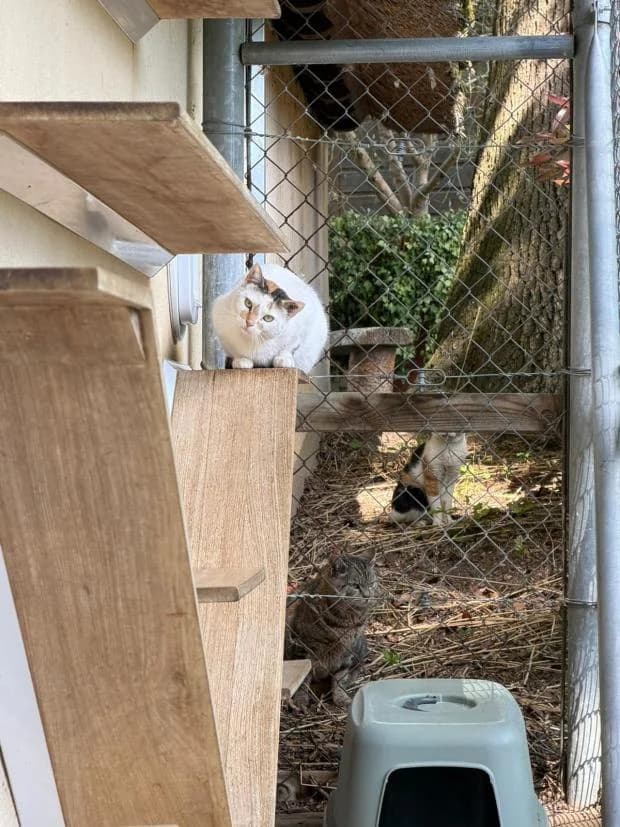 Feyrah, female Mixed Breed for adoption at Fondation Brigitte Bardot, Paris