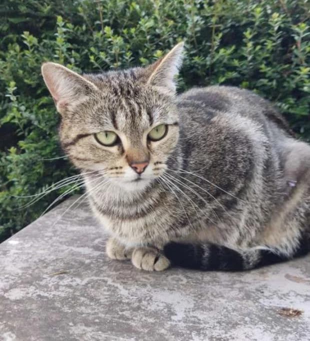 Chipie, female Mixed Breed for adoption at Fondation Brigitte Bardot, Paris