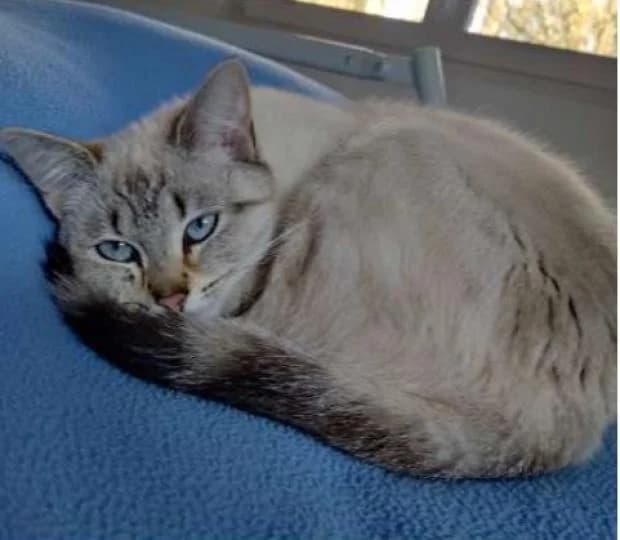 Perle, Mixed Breed (Fondation Brigitte Bardot)