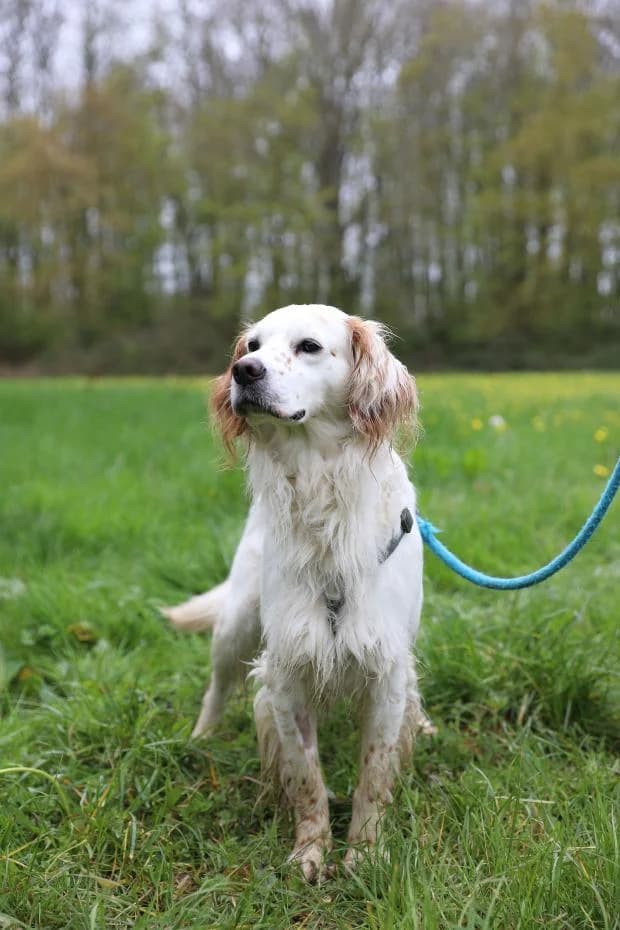 Sam, Mixed Breed (Fondation Brigitte Bardot)