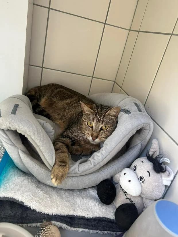 Omnia, female Mixed Breed for adoption at Fondation Brigitte Bardot, Paris