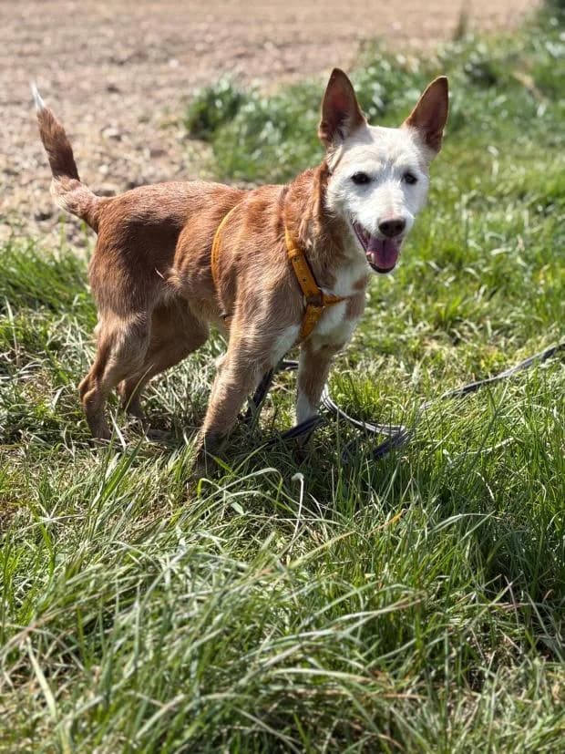 Poupette, female Mixed Breed for adoption at Fondation Brigitte Bardot, Paris