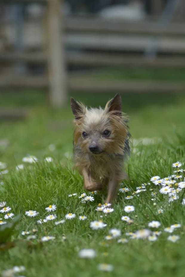 Boby, male Mixed Breed for adoption at Fondation Brigitte Bardot, Paris