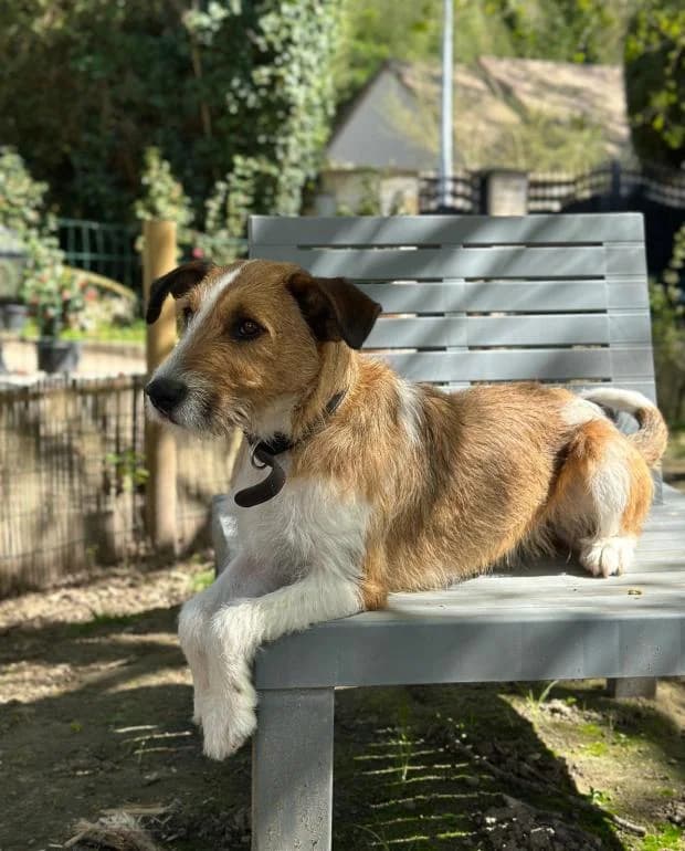 Luna, Mixed Breed (Fondation Brigitte Bardot)