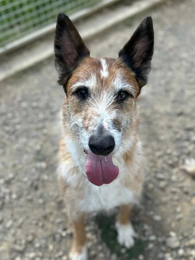 Baboo, Mixed Breed (Fondation Brigitte Bardot)