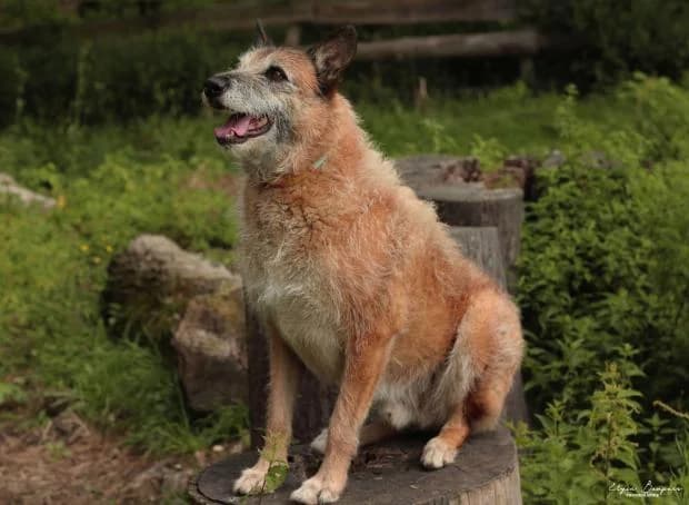 Rocky, Mixed Breed (Fondation Brigitte Bardot)