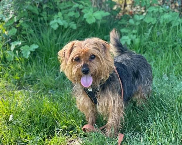 Benny, male Yorkshire Terrier for adoption at Fondation Brigitte Bardot, Paris