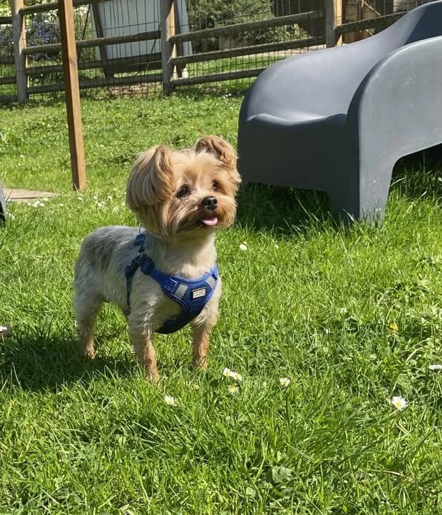 Oliver, male Mixed Breed for adoption at Fondation Brigitte Bardot, Paris