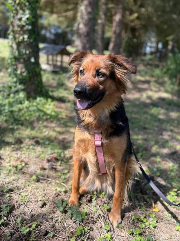 Ursaff, female Mixed Breed for adoption at Fondation Brigitte Bardot, Paris