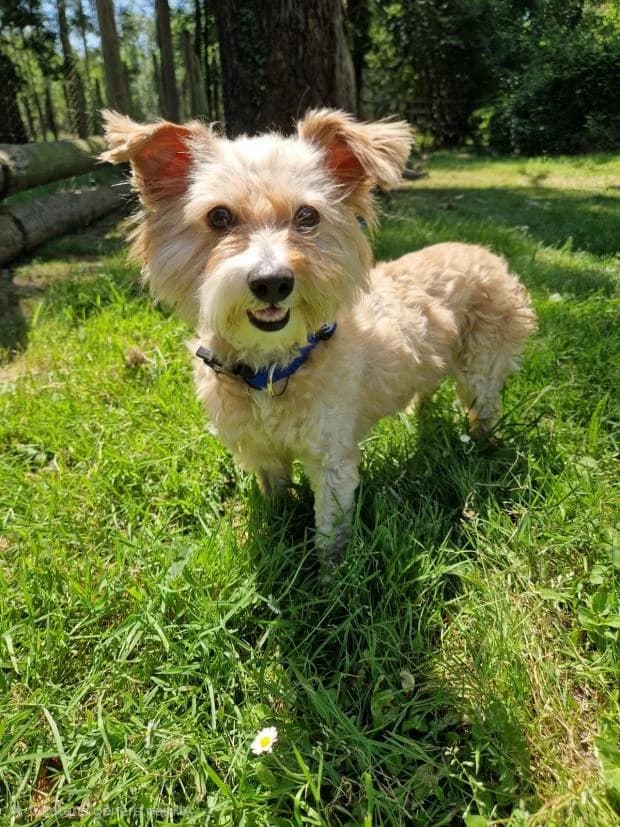 Pimprenelle, female Mixed Breed for adoption at Fondation Brigitte Bardot, Paris
