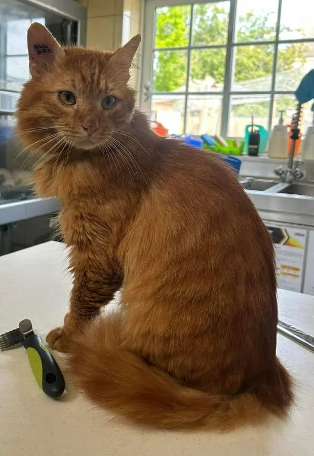 Alexio, Mixed Breed (Fondation Brigitte Bardot)