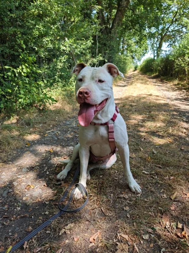 Nala, female Mixed Breed for adoption at Fondation Brigitte Bardot, Paris