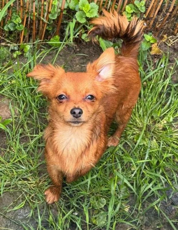 Daisy, Mixed Breed (Fondation Brigitte Bardot)
