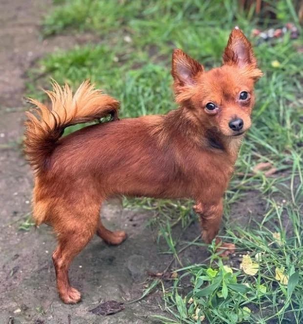 Noah, Mixed Breed (Fondation Brigitte Bardot)