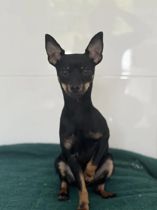 Tessa, Mixed Breed (Fondation Brigitte Bardot)