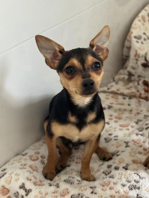 Sonic, Mixed Breed (Fondation Brigitte Bardot)