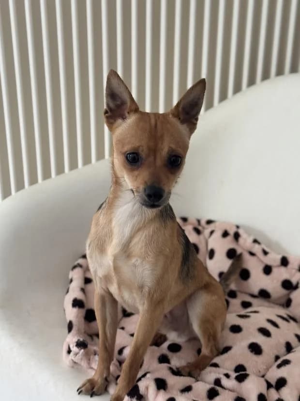 Nemo, Mixed Breed (Fondation Brigitte Bardot)