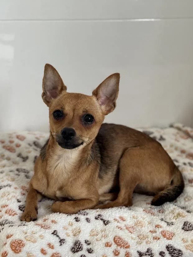 Alice, Mixed Breed (Fondation Brigitte Bardot)