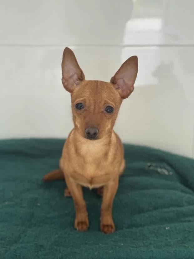 Dory, female Mixed Breed for adoption at Fondation Brigitte Bardot, Paris