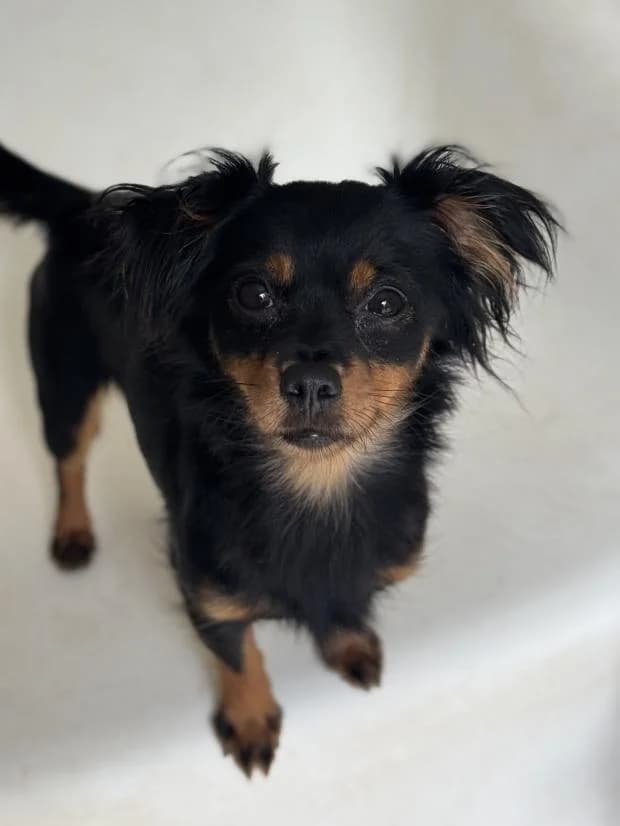 Delia, Mixed Breed (Fondation Brigitte Bardot)