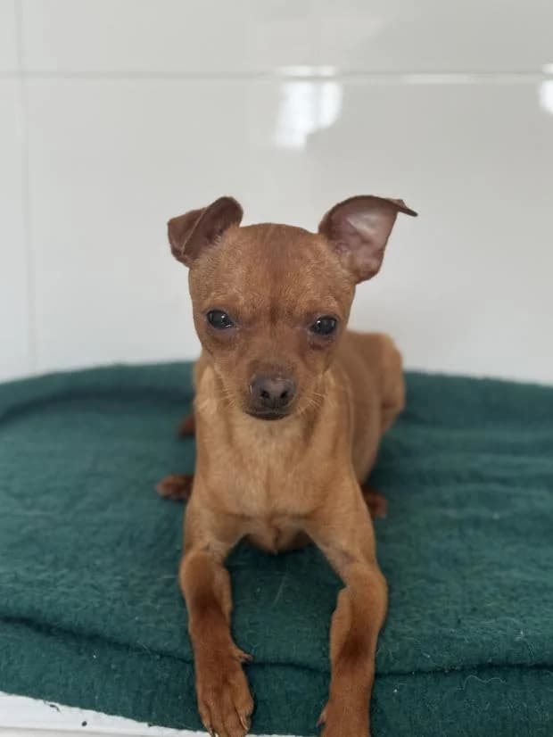 Doug, Mixed Breed (Fondation Brigitte Bardot)