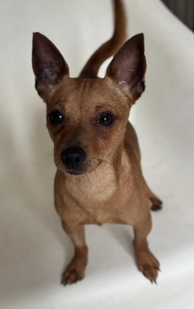 Scout, Mixed Breed (Fondation Brigitte Bardot)