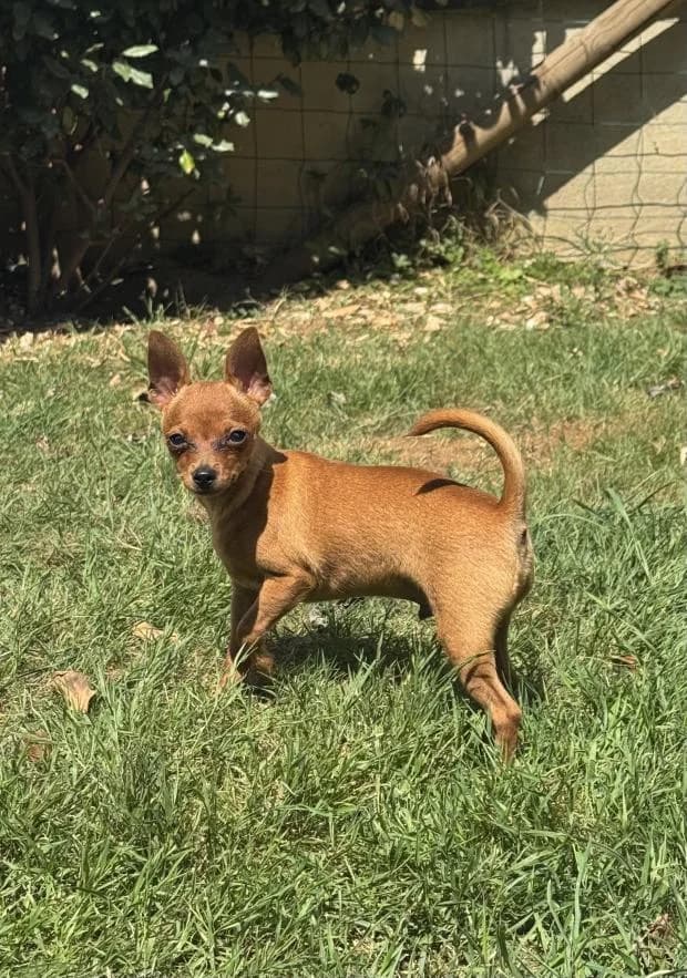Ted, male puppy Mixed Breed for adoption at Fondation Brigitte Bardot, Paris