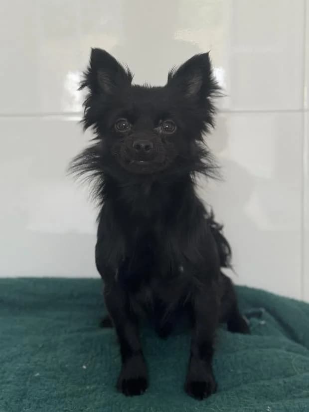 Ash, male Mixed Breed for adoption at Fondation Brigitte Bardot, Paris