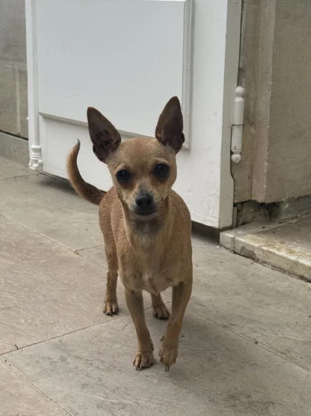 Velcra, female Mixed Breed for adoption at Fondation Brigitte Bardot, Paris