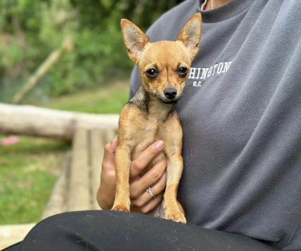 Lilith, female Mixed Breed for adoption at Fondation Brigitte Bardot, Paris