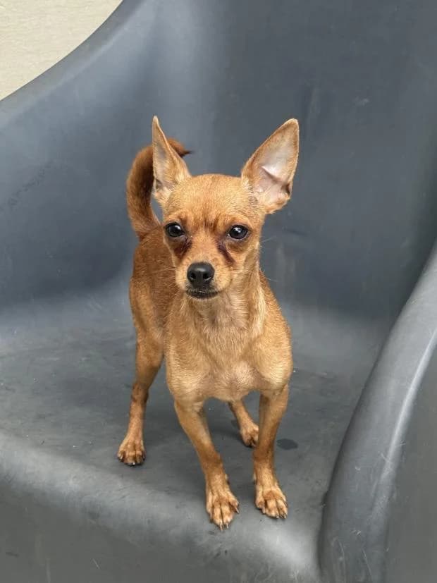 Kali, female Mixed Breed for adoption at Fondation Brigitte Bardot, Paris