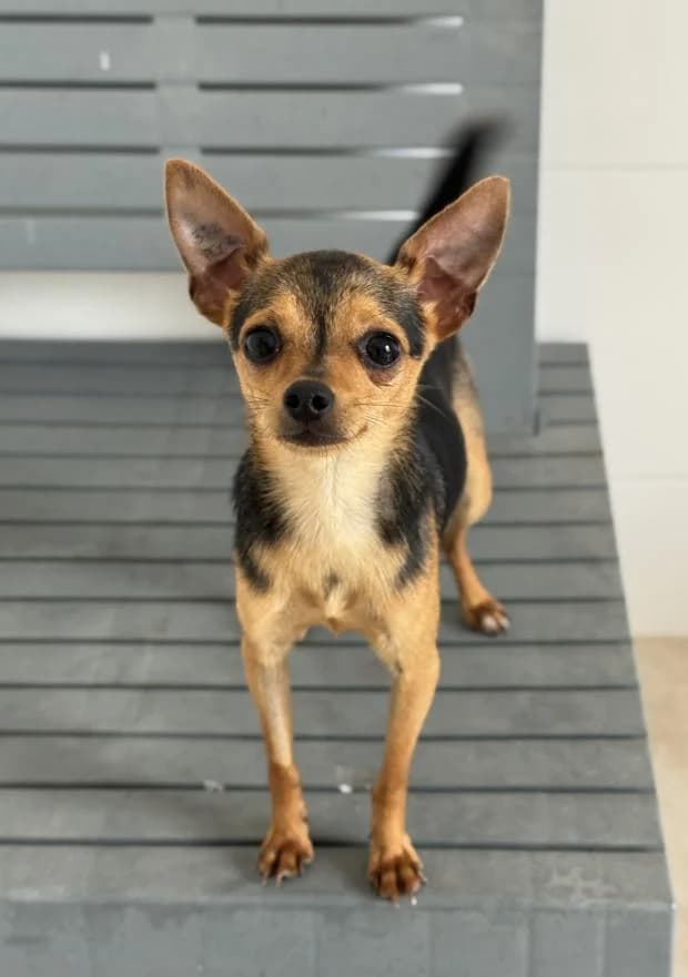 Sparky, male Mixed Breed for adoption at Fondation Brigitte Bardot, Paris
